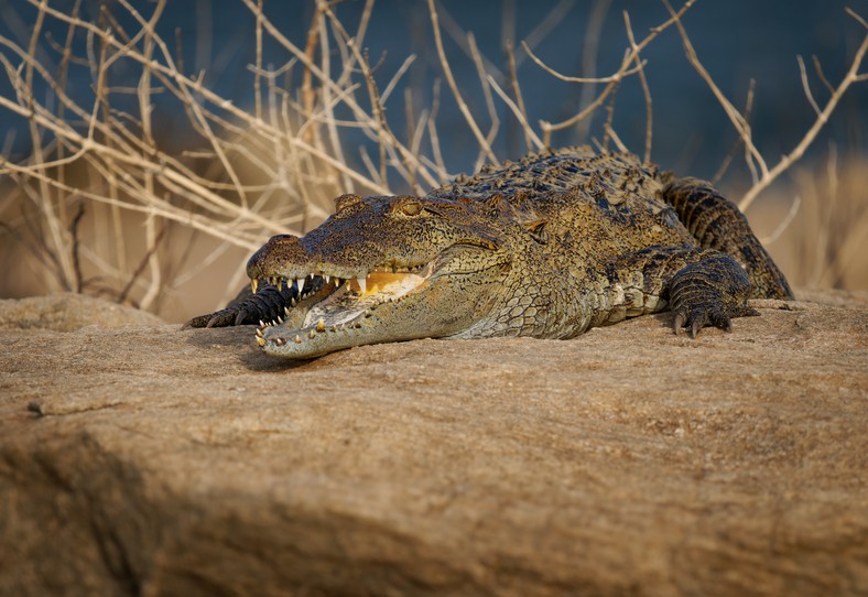 Krokodyl błotny (Crocodylus palustris)