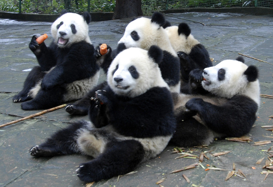 Giant pandas eat carrots at Bifeng Gorge Breeding Base of Wolong Giant Panda Protection and Research Center in Ya'an