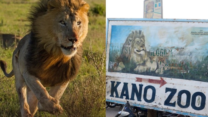 Image result for KANO ZOO LION RETURNS TO CAGE