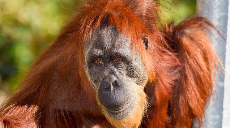 Meglepő dolgokat tett egy orángután az állatkertbe látogató nővel / Fotó: Perth Zoo