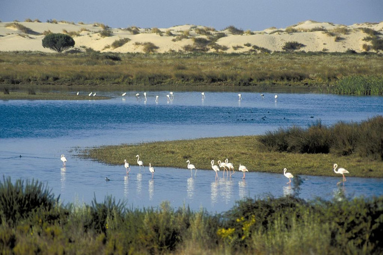 Rozlewiska Gwadalkiwiru, Park Narodowy Donana