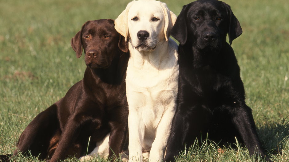Labradory mogą występować w trzech rodzajach umaszczenia - CALLALLOO CANDCY/stock.adobe.com