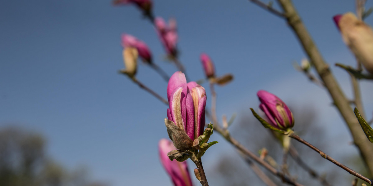 Magnolie ozdobią ul. Grottgera w Krakowie