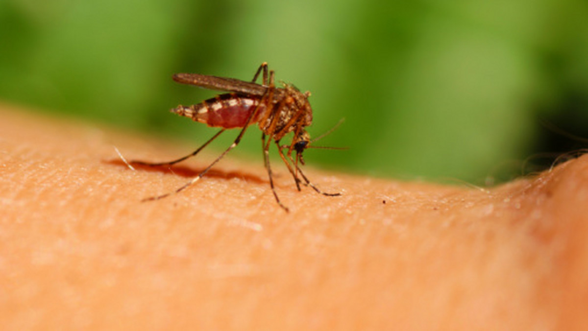 Jeśli myśleliście, że przeżyjecie to lato bez swędzących ukąszeń, nic bardziej mylnego! Latające komary będą tego lata wyjątkowo uciążliwe. A wszystko przez długą zimę.