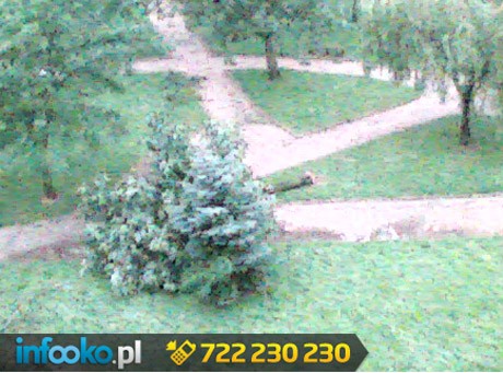 Legnica - dziesiątki powalonych drzew tamowały rano ruch w mieście