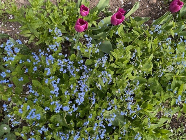 Piękne, niewymagające kwiaty do ogrodu - wieloletnie i długo kwitnące