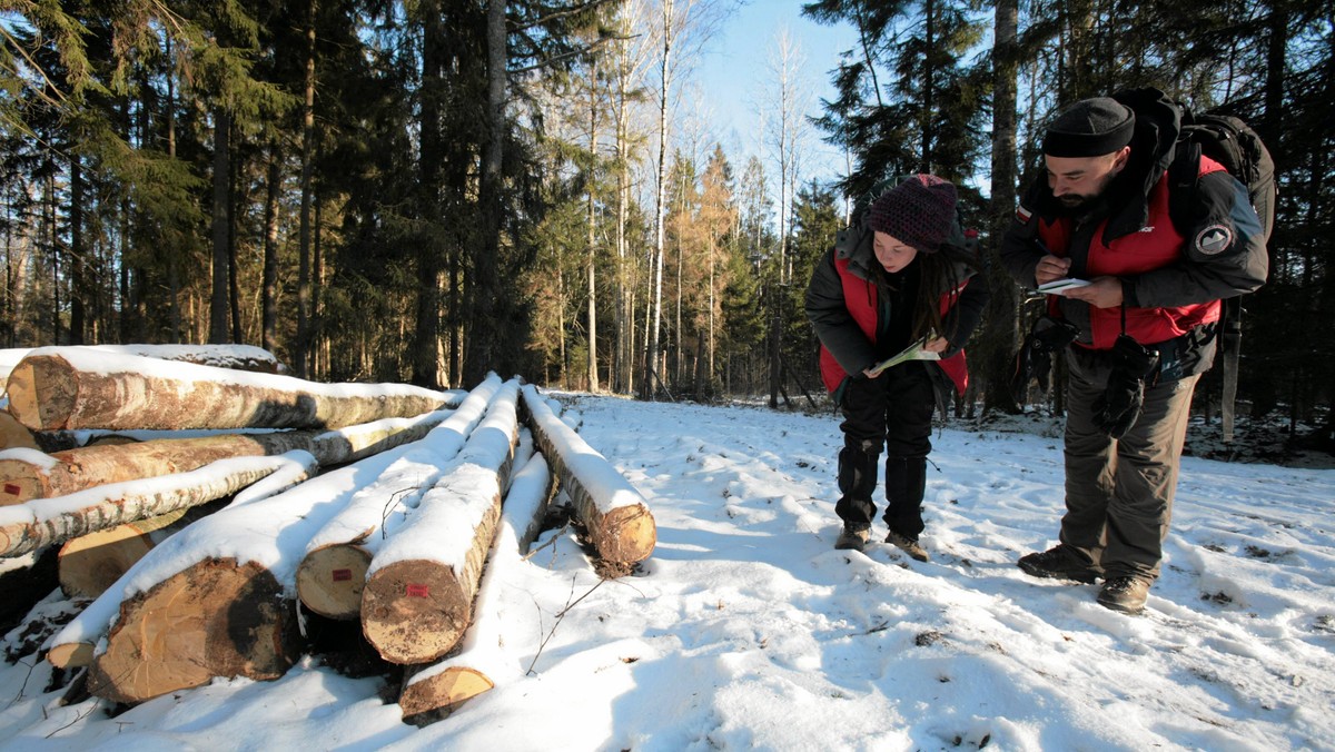 Spięcia na linii Greenpeace - Ministerstwo Środowiska ciąg dalszy. Organizacja ekologów zarzuca wiceministrowi Januszowi Zaleskiemu "barbarzyństwo", bo pozwala leśnikom na prowadzenie w Puszczy Białowieskiej tak zwanych wycinek sanitarnych, które choć traktowane są jako zabiegi ochronne, to jednak w opinii Greenpeace i tak z punktu widzenia ochrony przyrody są "destrukcyjne". Resort odpowiada, że zleciło kontrolę obszarów podejrzanych.