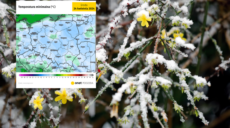 Za nami mroźna noc. Końca przymrozków na razie nie widać (screen: meteologix.com)