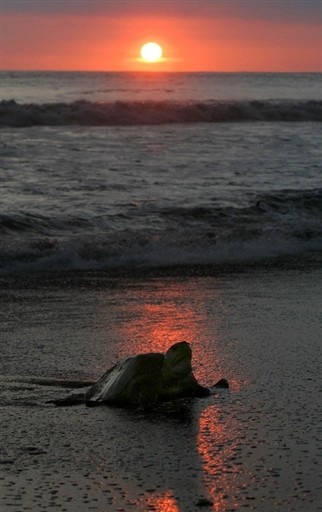 COSTA RICA-ECOLOGY-TURTLES