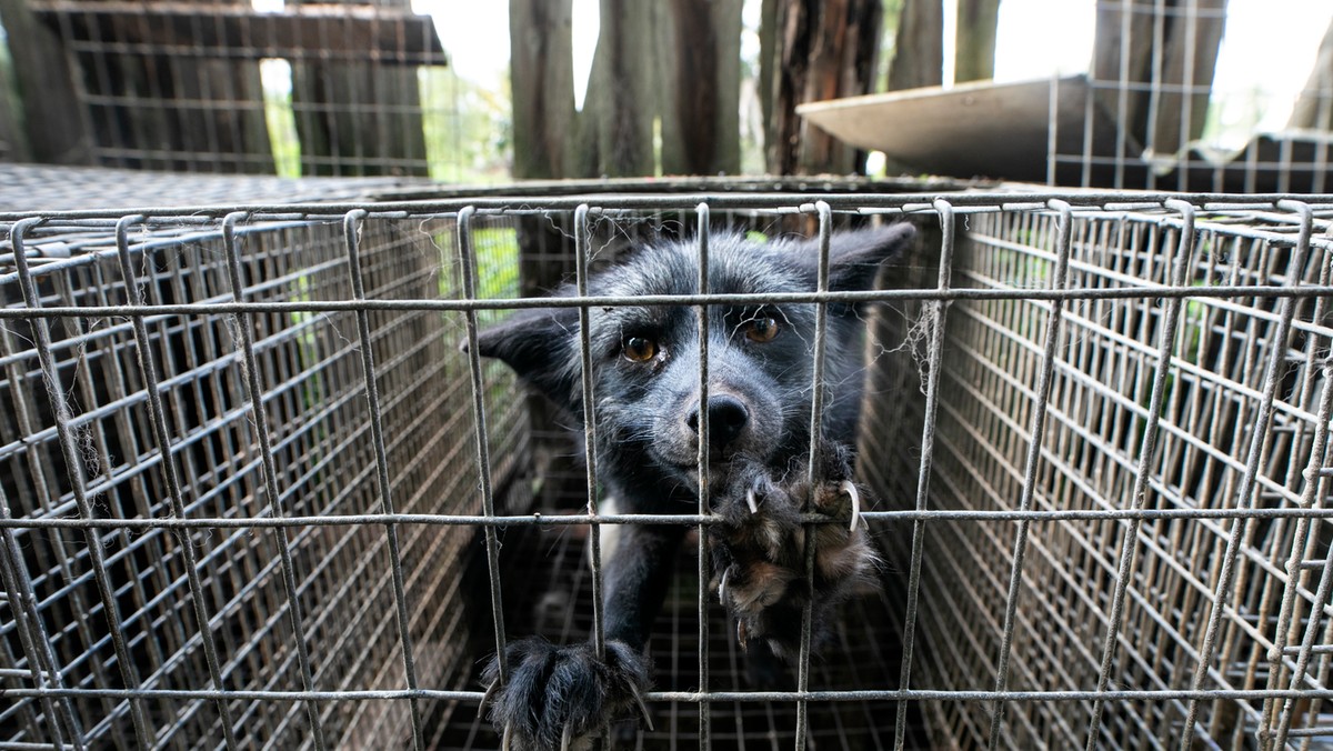 Branża futerkowa staje się niszą rodzimego rolnictwa. W efekcie likwidacji ferm straci pracę najwyżej kilka tysięcy osób. Na zdjęciu jedna z polskich ferm.