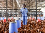 Poultry farmers count losses as over 50% shut down operations