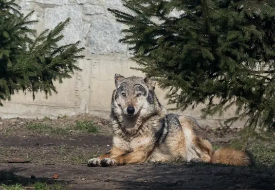 Spotkanie wilka w Warszawie to nic niezwykłego. "Populacja w całej Polsce się zwiększa"