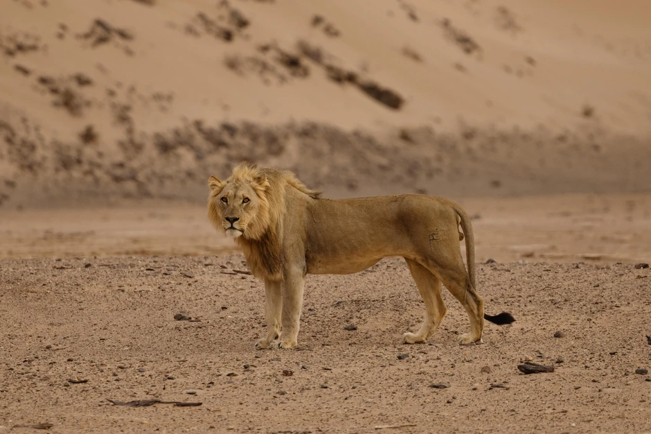 Lav u pustinji