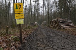 Szef Lasów Państwowych: W Puszczy Białowieskiej harwestery już nie pracują