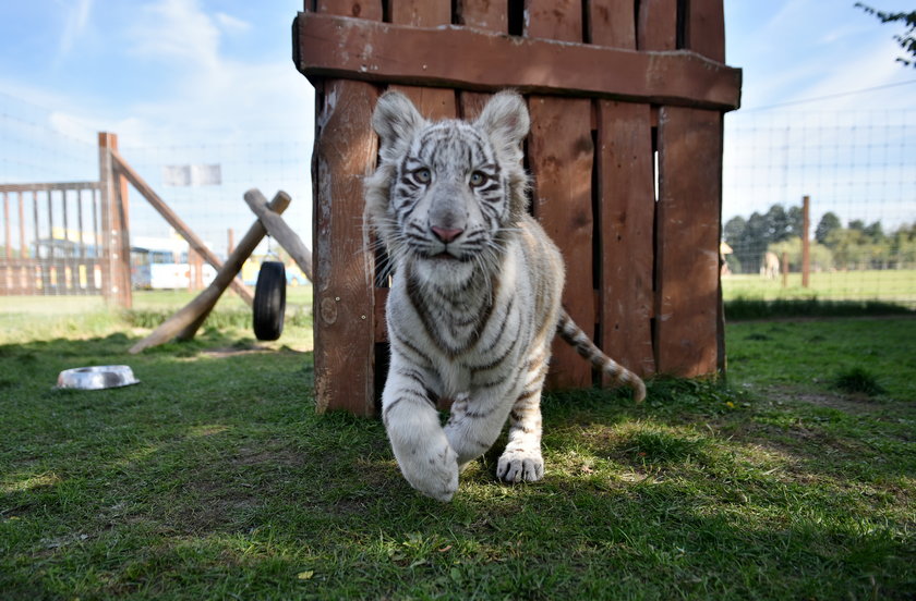 Szczepienie tygrysów w zoo w Borysewie