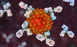 Po przejściu COVID-19 przeciwciała "zyskują" na jakości. Ciekawa obserwacja