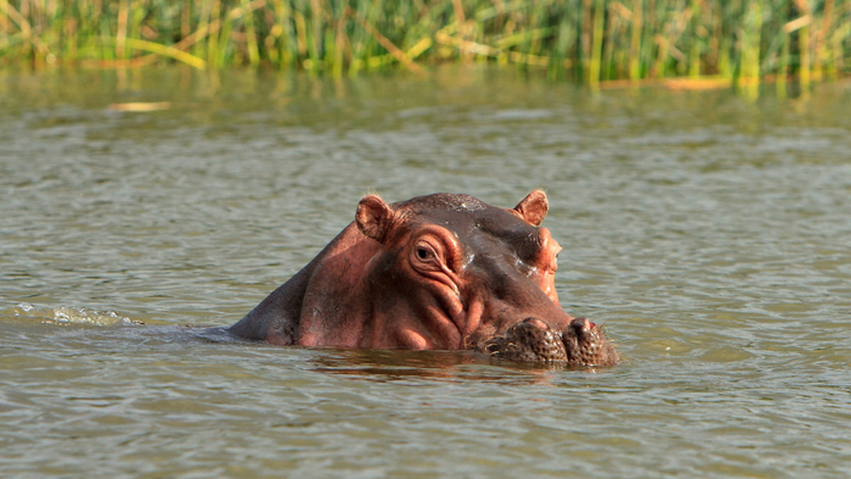 Kenia: hipopotam zabił turystę 