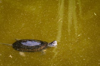 Rezerewat przyrody chroniący żółwie błotne powstał w Wielkopolsce