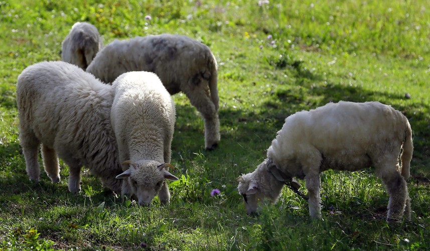 Krajobrazy w wiosce Magura w rumuńskiej Transylwanii