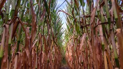 Polska stepowieje. Deficyt wody uderza w rynek żywności