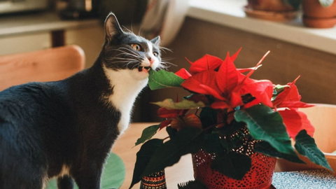 Na tę świąteczną roślinę uważaj – jest trująca dla kota!