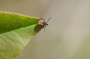 Rośnie moda na szczepienia przeciw kleszczowemu zapaleniu mózgu