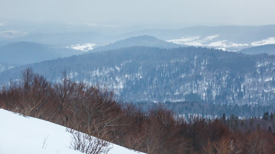 Kolektyw Wilczyce broni lasu. Jak wygląda życie w Bieszczadach?