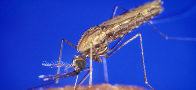 Obiecujące wyniki badań nad szczepionką przeciwko malarii