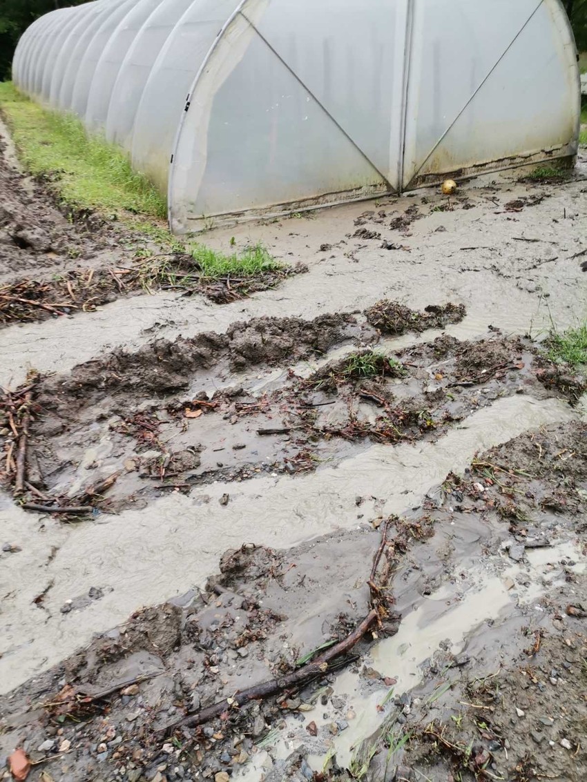 Prethodne poplave odnele veliki broj konja