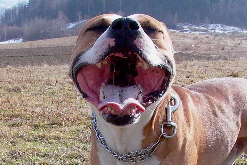 Groza! Amstaff zjadł swą panią