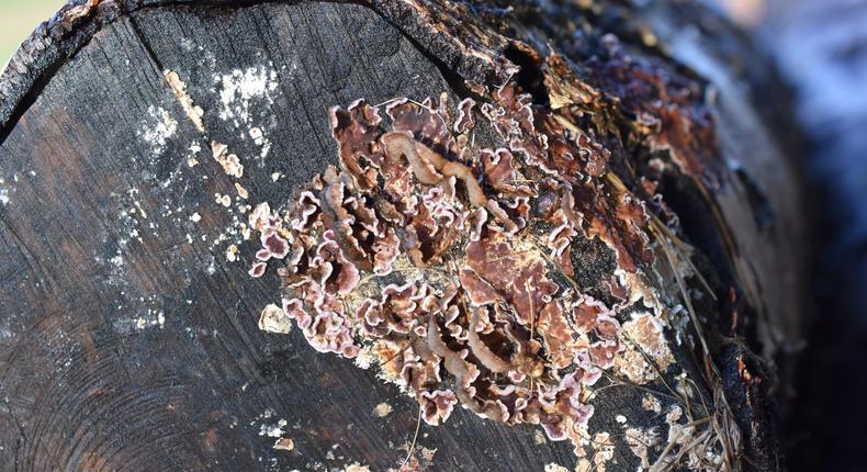 Silver leaf tree fungus, or Chondrostereum purpureum,HHelene/Getty Images