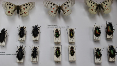 Chronione motyle i chrząszcze z przemytu to już eksponaty