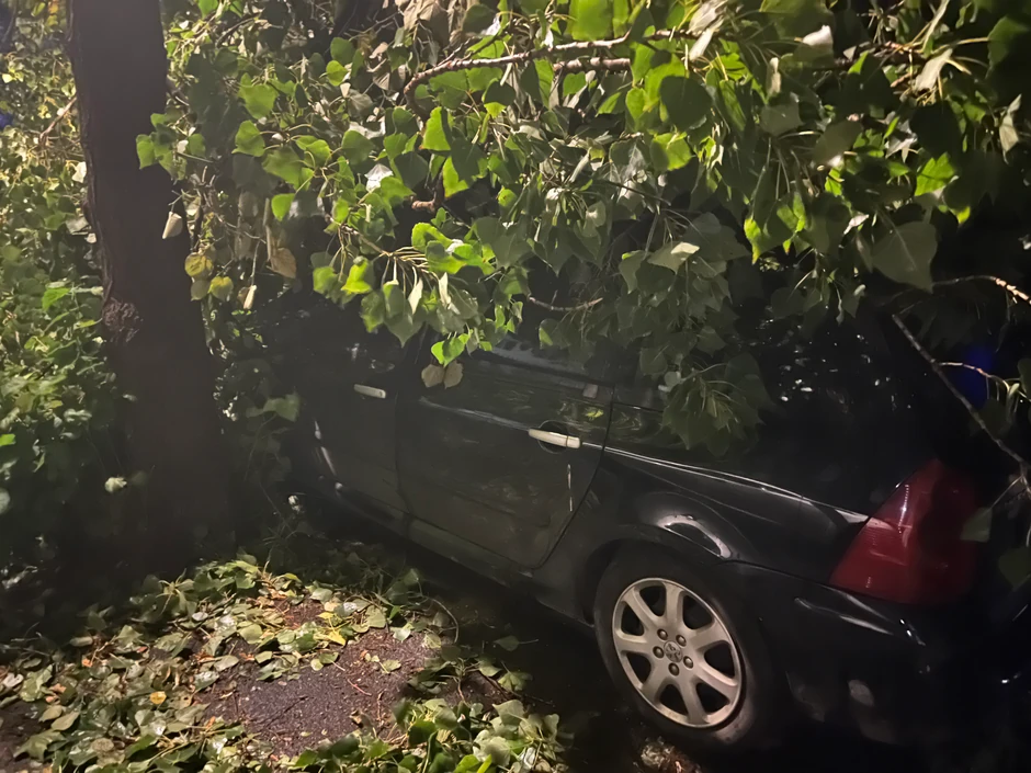 Palo drveće u Beogradu