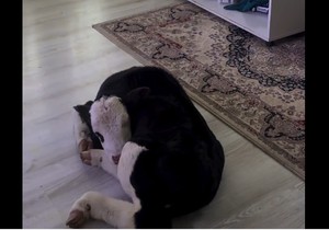 Tele kao kućni ljubimac