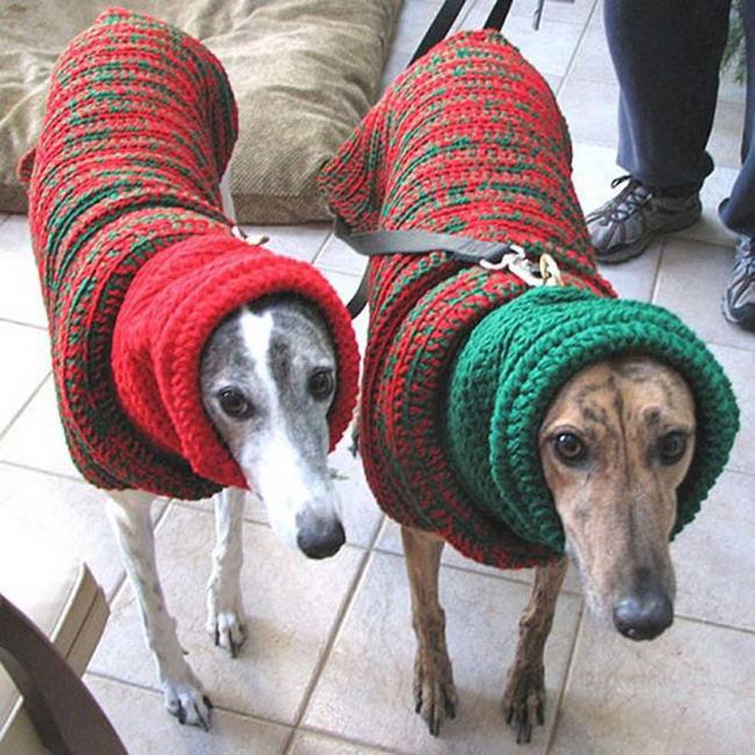 Psy w przebraniach świątecznych
