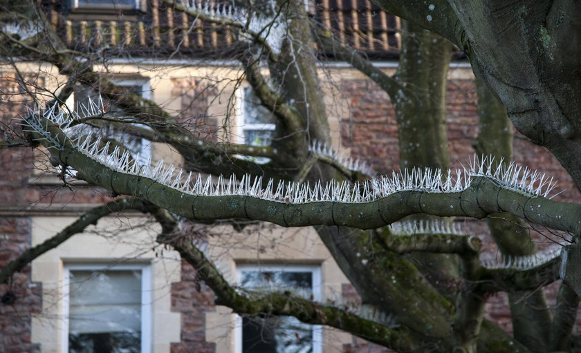 Bristol. Kolce na gołębie NA DRZEWACH w ekskluzywnej dzielnicy!