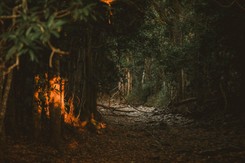 'Toadzilla' znaleziona w Australii. Gigantyczna ropucha została uśpiona