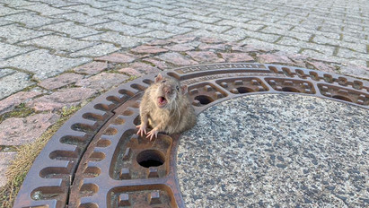 Szegény pára: a csatornafedélbe ragadt egy meghízott patkány, így mentették ki