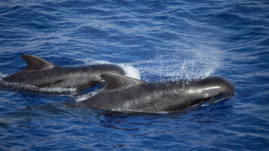 Nowa Zelandia: nie żyje 100 waleni i delfinów, które utknęły na mieliźnie