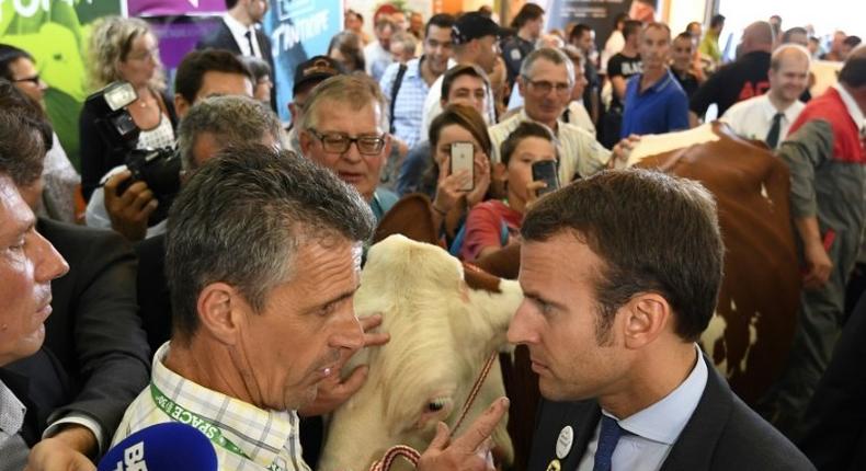 Macron, pictured at a livestock fair last year before he he was elected president, could benefit from a voter herd mentality, analysts say