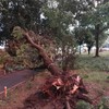 Nevreme u Subotici