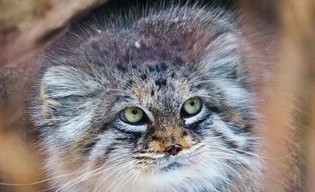 Warszawskie zoo ma nową gwiazdę! Jessie – manulka jest zwierzęciem roku. Kto jeszcze znalazł się na podium!