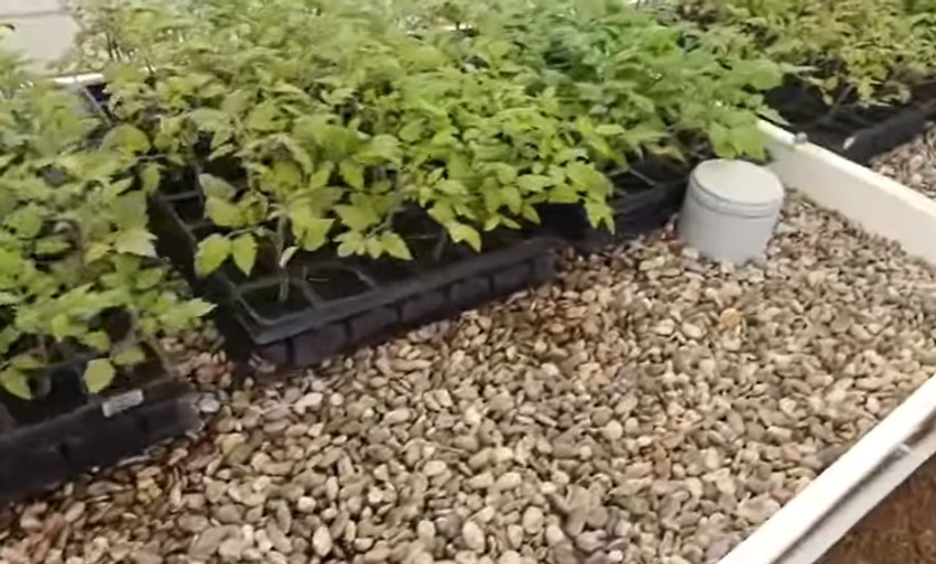 Marija Petronijević objava