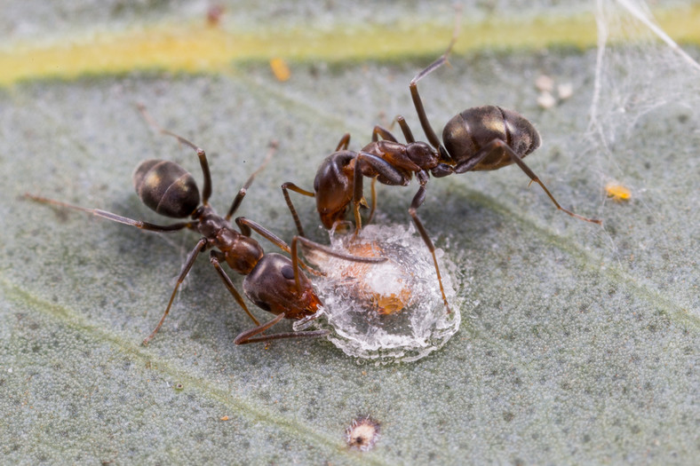 Mrówki tęczowe (Iridomyrmex)