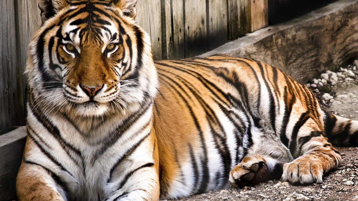 Są na świecie takie pytania, które nurtują ludzi z całego świata, jak chociażby to, czy zebra jest czarna w białe paski czy może biała w czarne paski. Teraz znaleziono odpowiedź na kolejną zagwozdkę. Już wiadomo, jak wygląda... skóra tygrysa pod futrem! Okazuje się, że tygrys jest "tygrysowaty" do szpiku kości!
