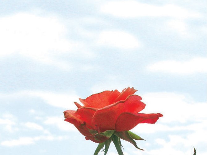 8869_ruza