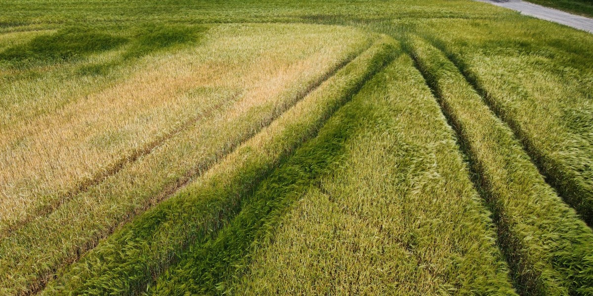 Ukraina oskarża Rosję o masowe kradzieże zboża (zdjęcie ilustracyjne).