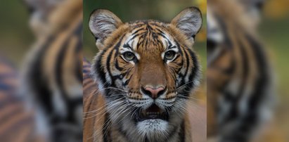 Szok w ZOO. Tygrys zaraził się koronawirusem!