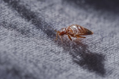 A koronavírus legyőzte az ágyi poloska inváziót Budapesten