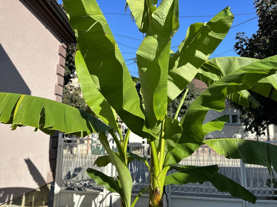 Adžići gaje i banane